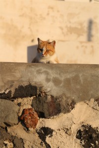 the cat is quoot beacose it is orange and white