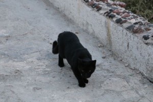 the black cat is quoot walking around our hose