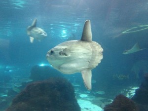 Sunfish