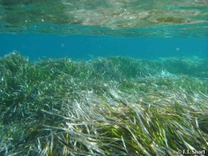 Posidonia-oceanica-Neptune-Grass1