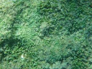 chloro algae