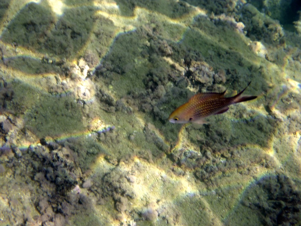 damselfish