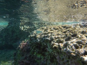 terrain-ancientcoral