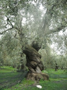 768px-Ancient_Olive_Tree_in_Pelion,_Greece