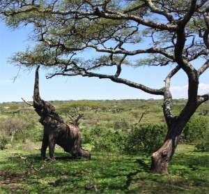 This elephant pulled the entire branch off the tree and ate it!