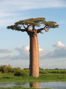 We didn't see this tree but this is the kind that grows in Madagascar…super cool!